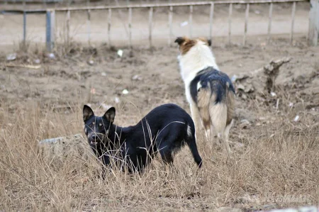 Қызылордада белгісіз адамдар балалардың көзінше иттерді атып, жұртты шошытқан
