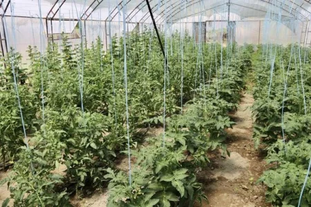 ЖЫЛЫЖАЙ ЖҰМЫСЫН ЖАНДАНДЫРҒАН