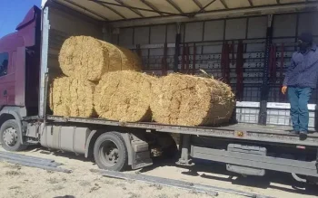 Қызылорда облысы алғаш рет Еуропаға қамыс экспорттай бастады